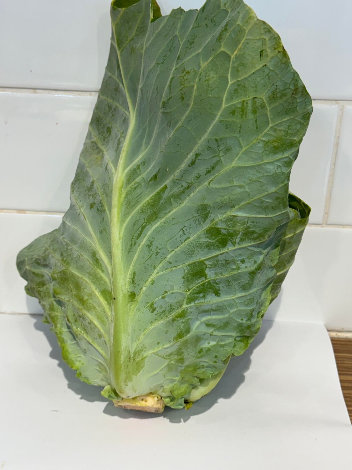 Cabbage - Sugarloaf Whole, Each