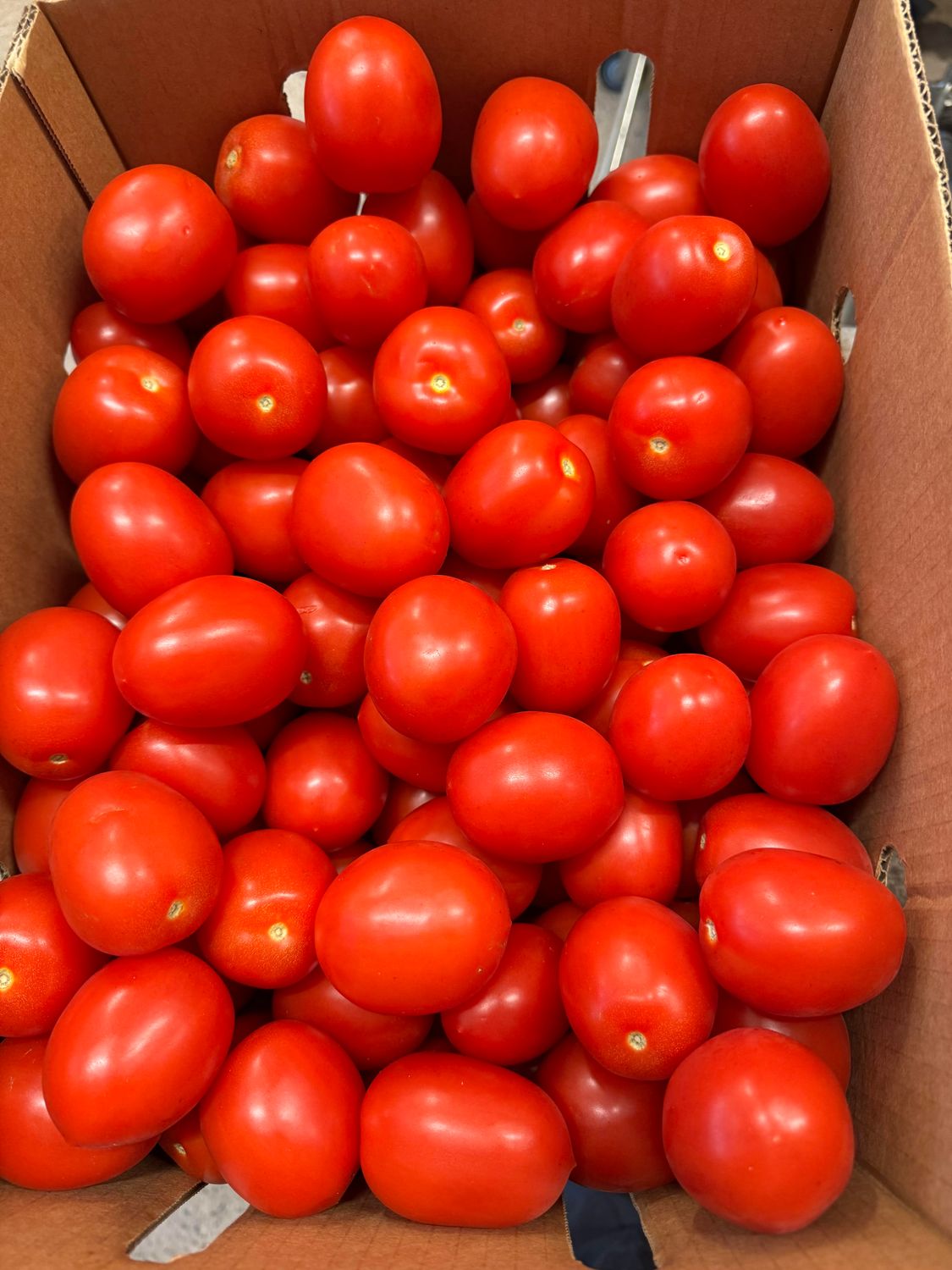 WHOLESALE - Intense Tomato (9KG BOX)