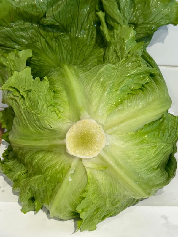 Iceberg Lettuce, Each