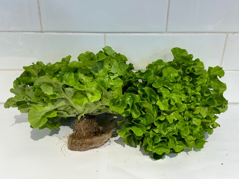 Lettuce Green Oak (FANCY), Each