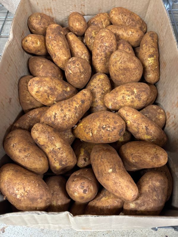 WHOLESALE - Dutch Cream Potato's 15kg box