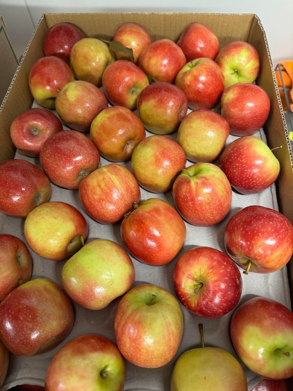 WHOLESALE - Pink lady Apples 18kg box