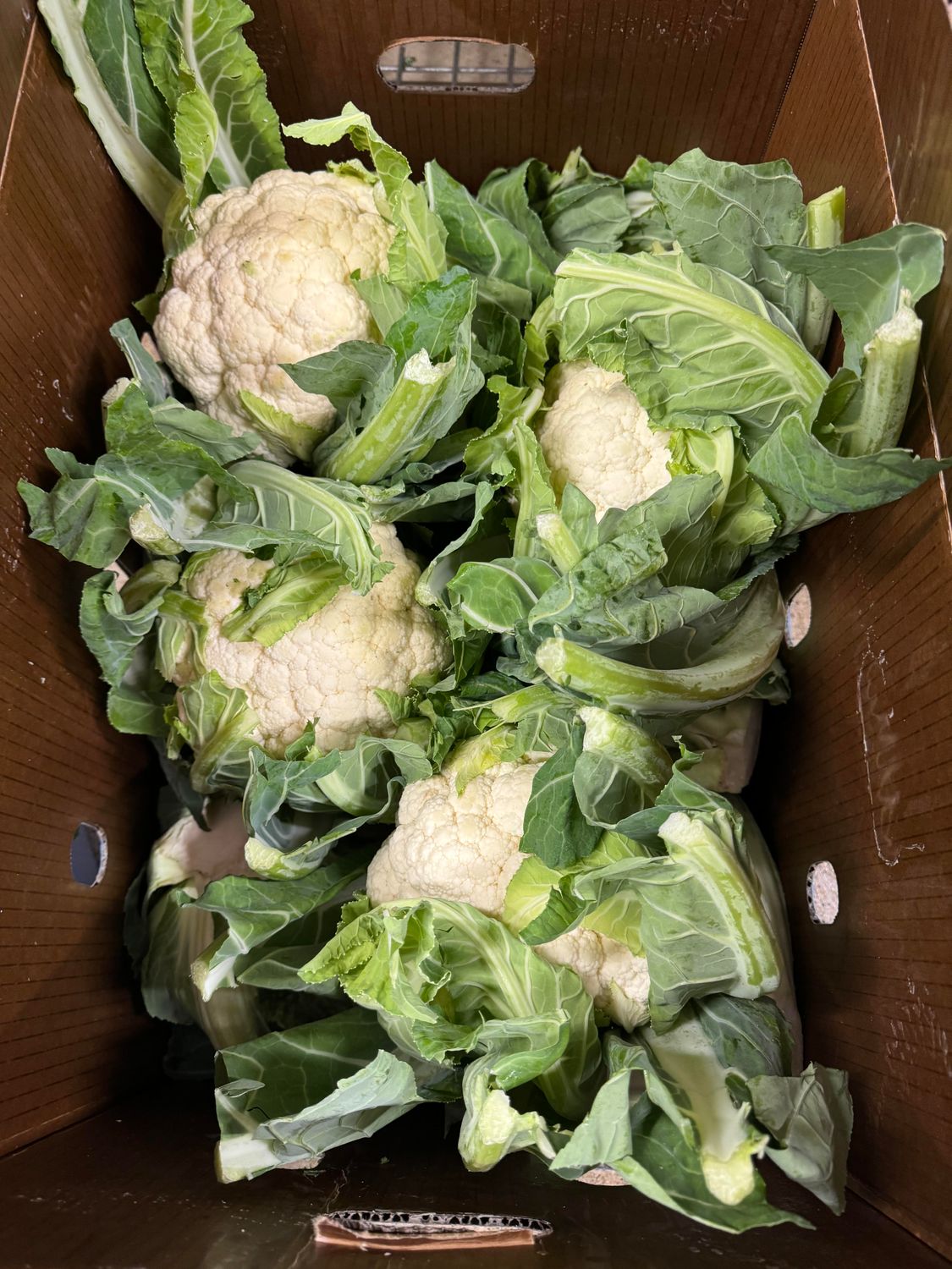 WHOLESALE - Cauliflowers  (10 per BOX)