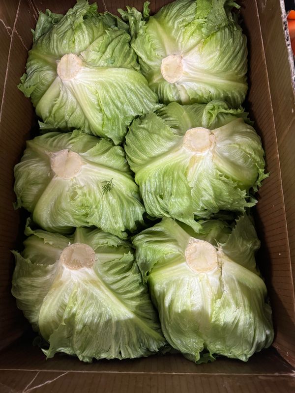 WHOLESALE - Iceberg Lettuce (12 per BOX)