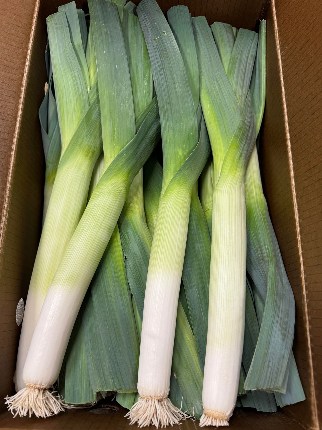WHOLESALE - Leeks (15 per BOX)