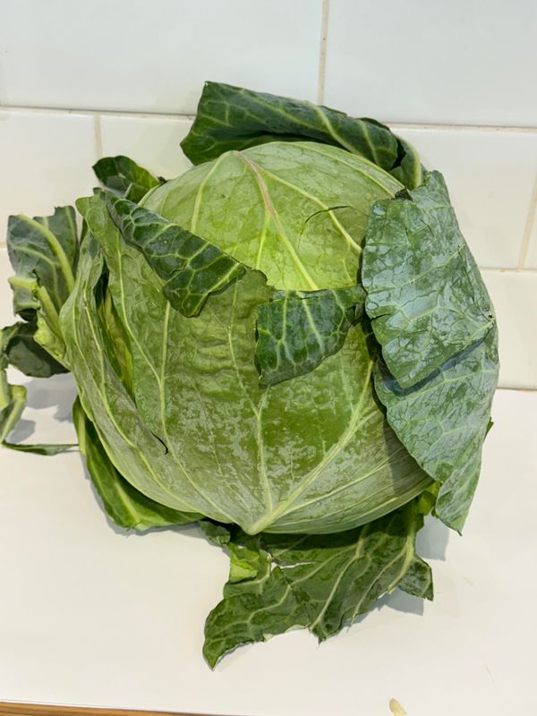 Cabbage - Drumhead Whole, Each