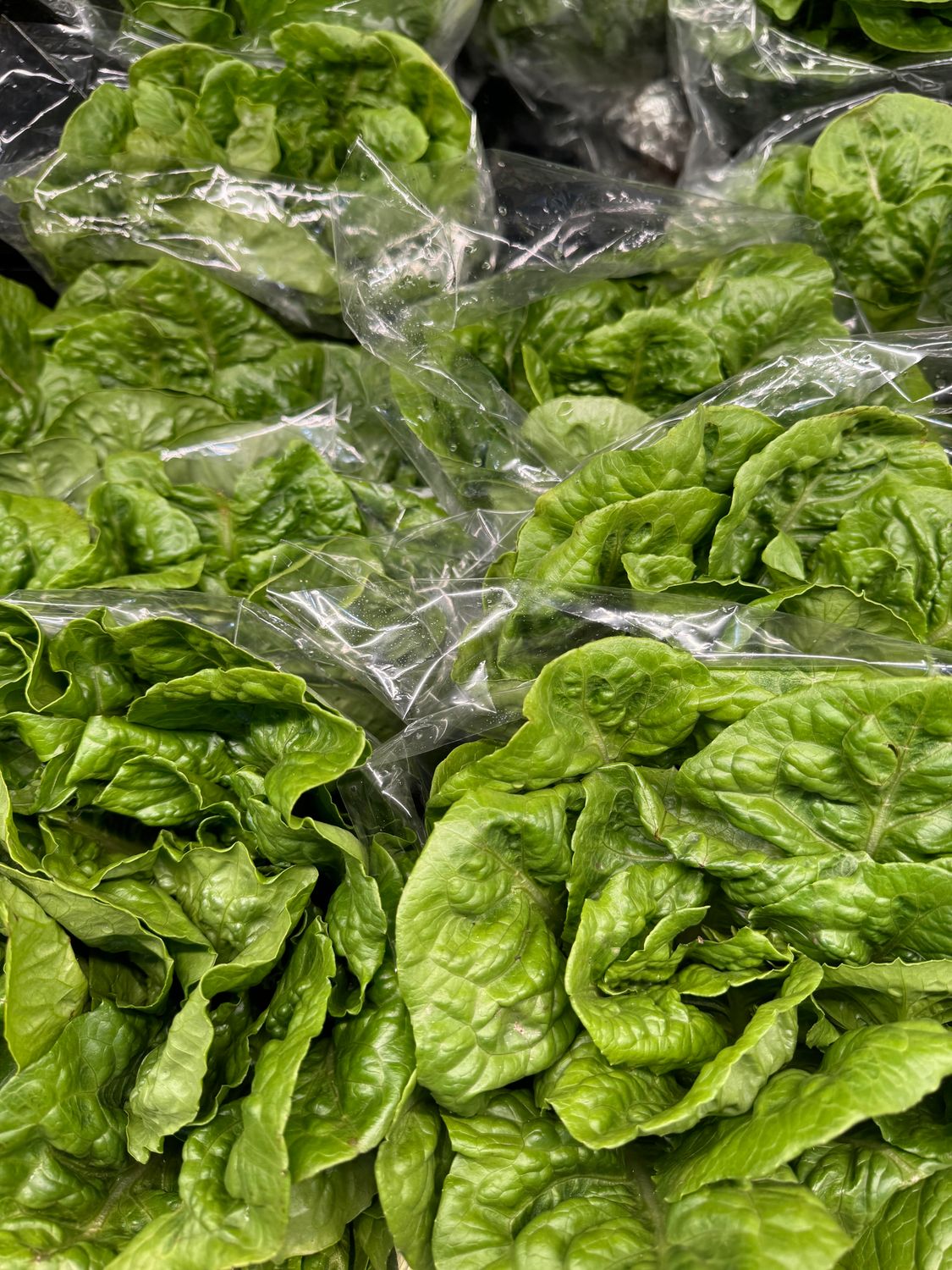 WHOLESALE: Cos Lettuce (8 per BOX)