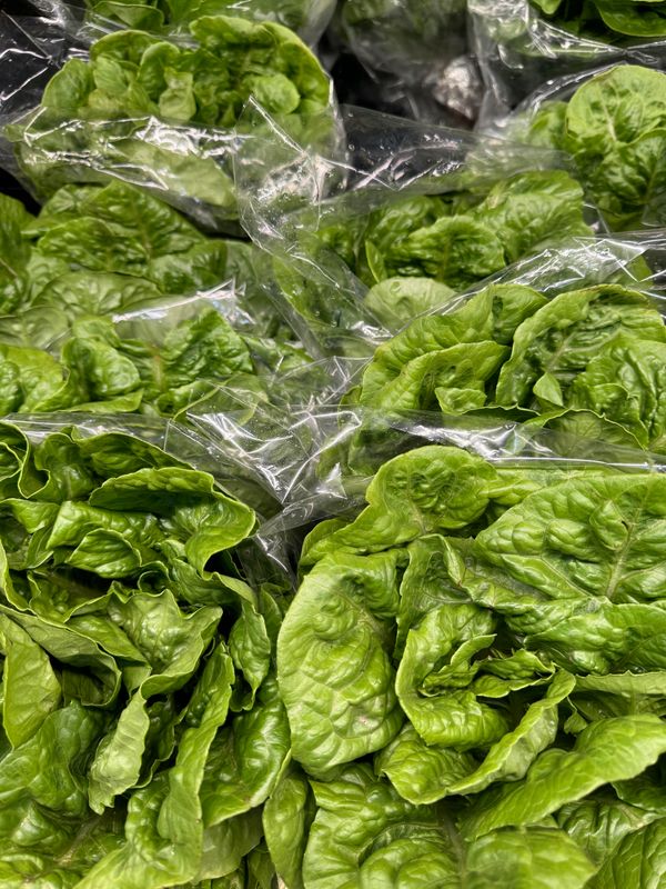 WHOLESALE: Cos Lettuce (8 per BOX)
