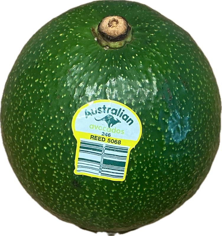 Avocado - Reed