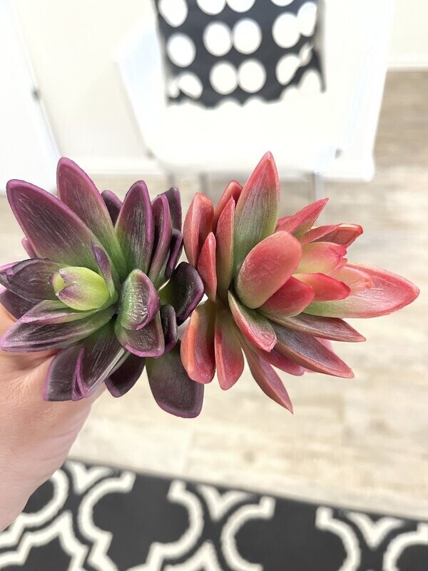 Sue Succulent Picks
