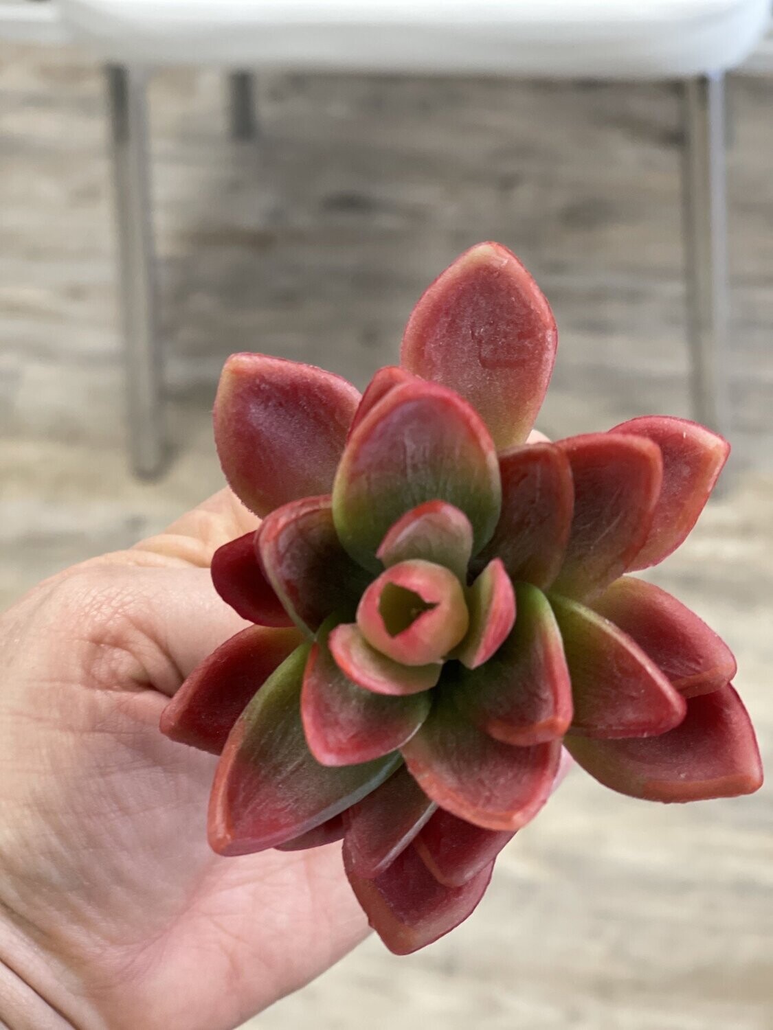 Sue Succulent Picks, Color: Red