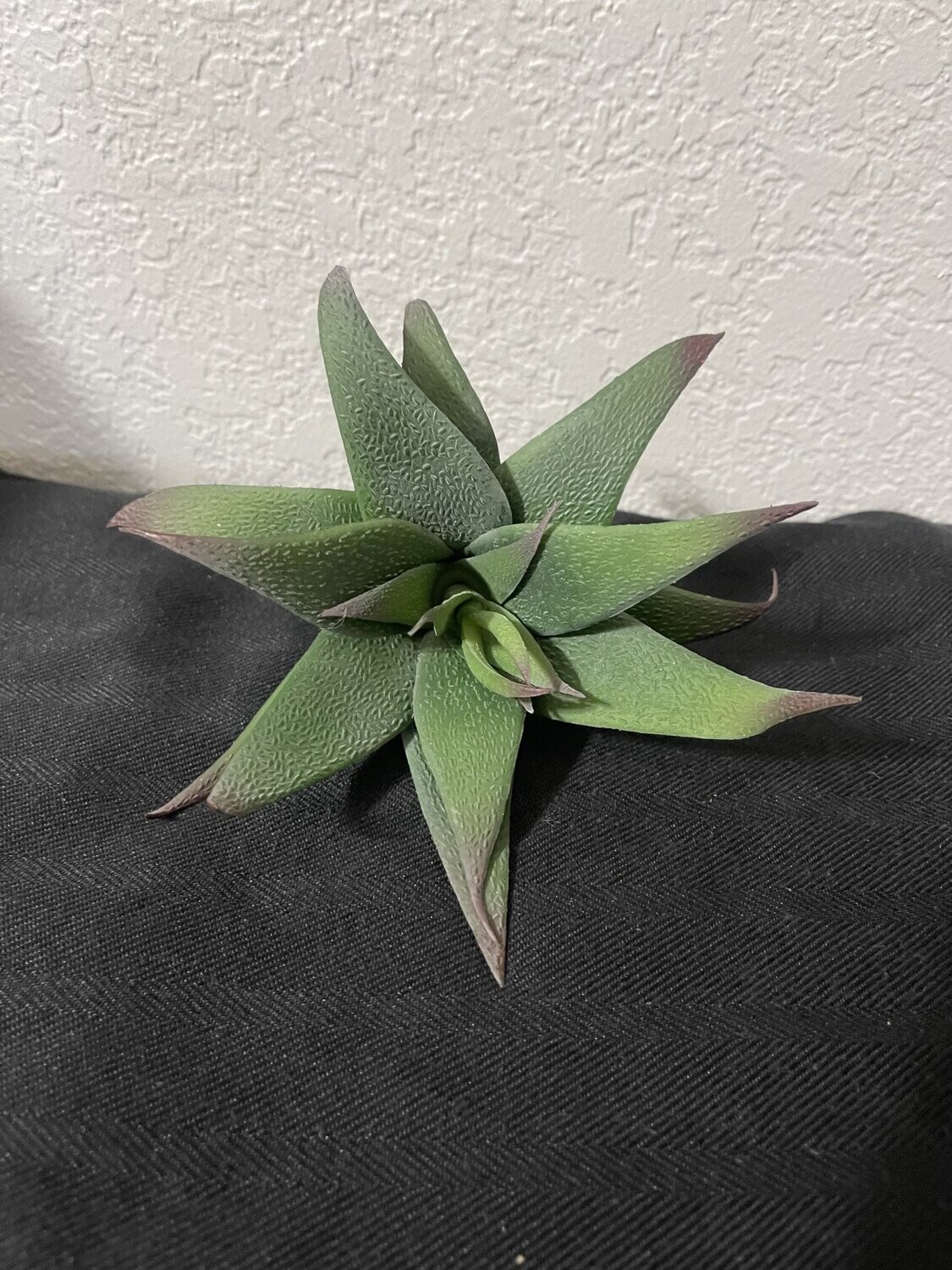 5&quot; Agave Plant
