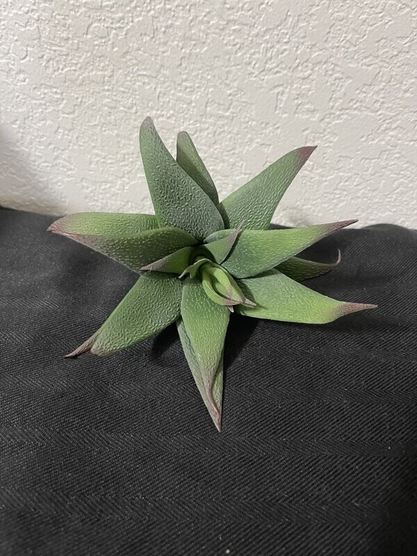 5&quot; Agave Plant