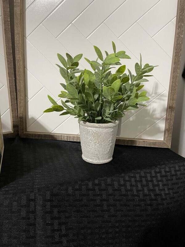 Powder Tea Leaf In White Wooden Potted Plant