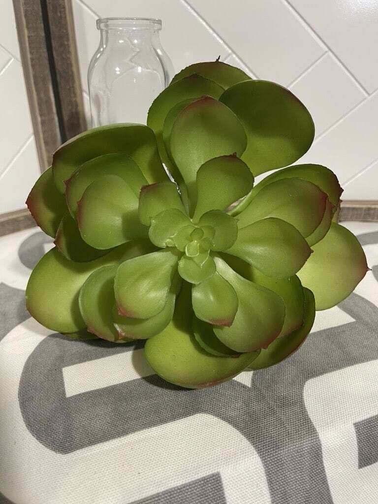 8" Echeveria Stem