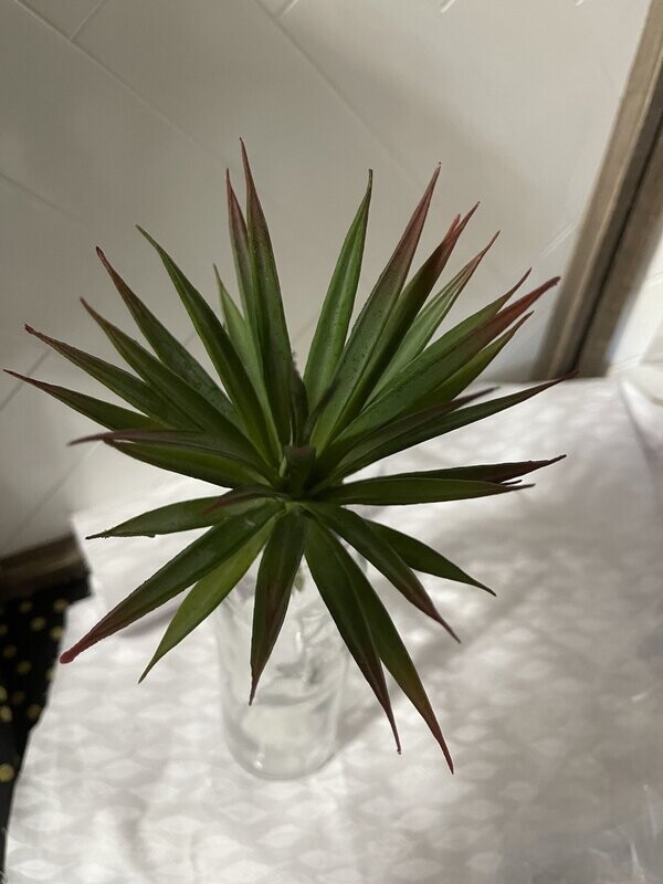 Green Succulent -Small Spray