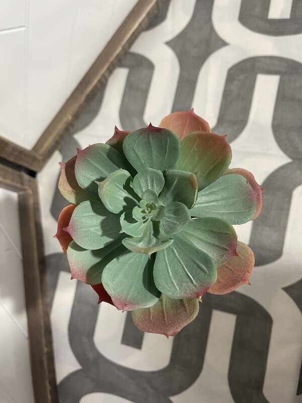 6&quot; Echeveria Pick-Green/ Orange