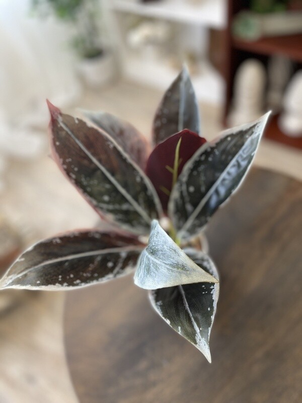 Purple Waffle Plant