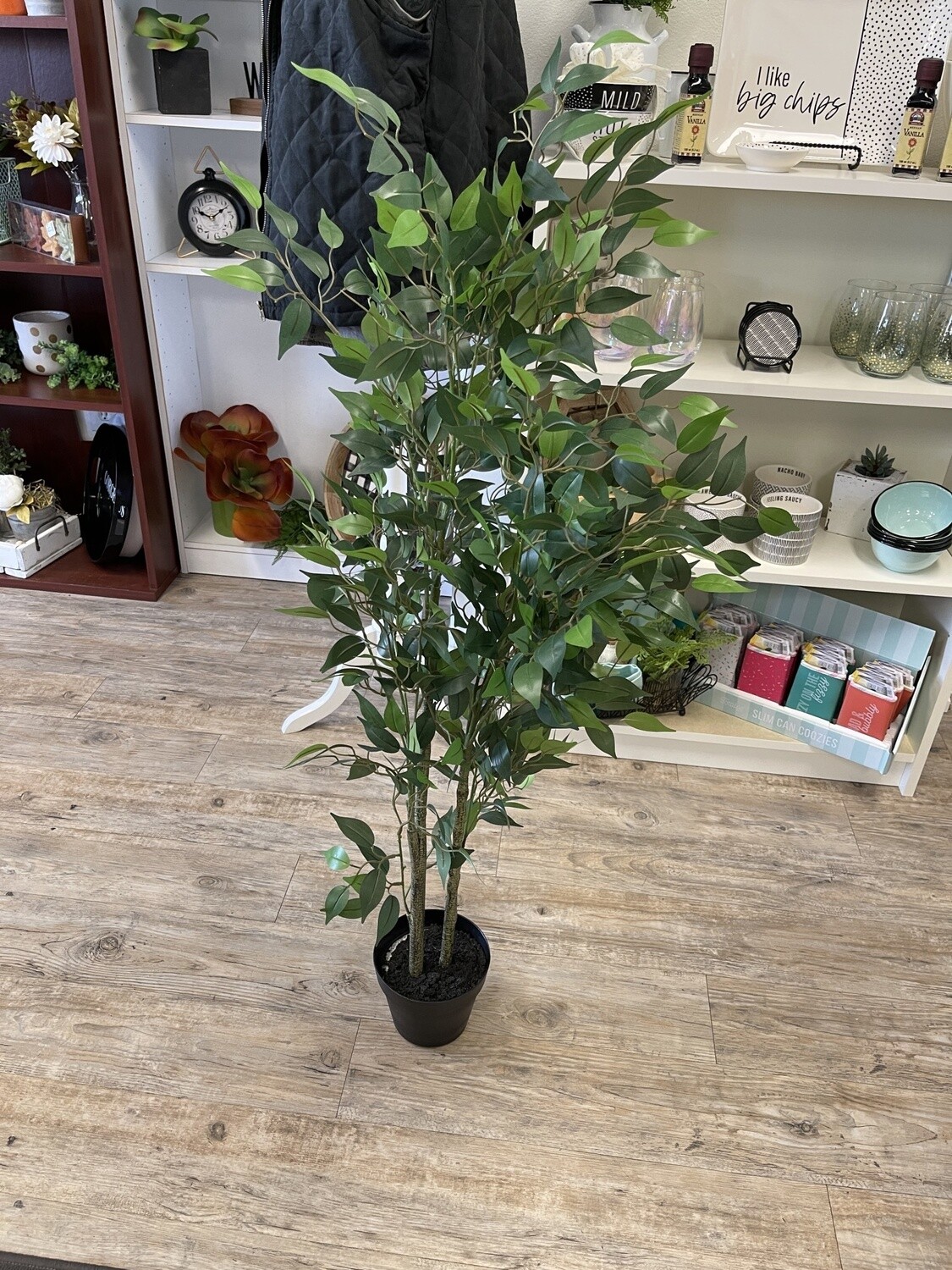 4&#39; Ficus Tree