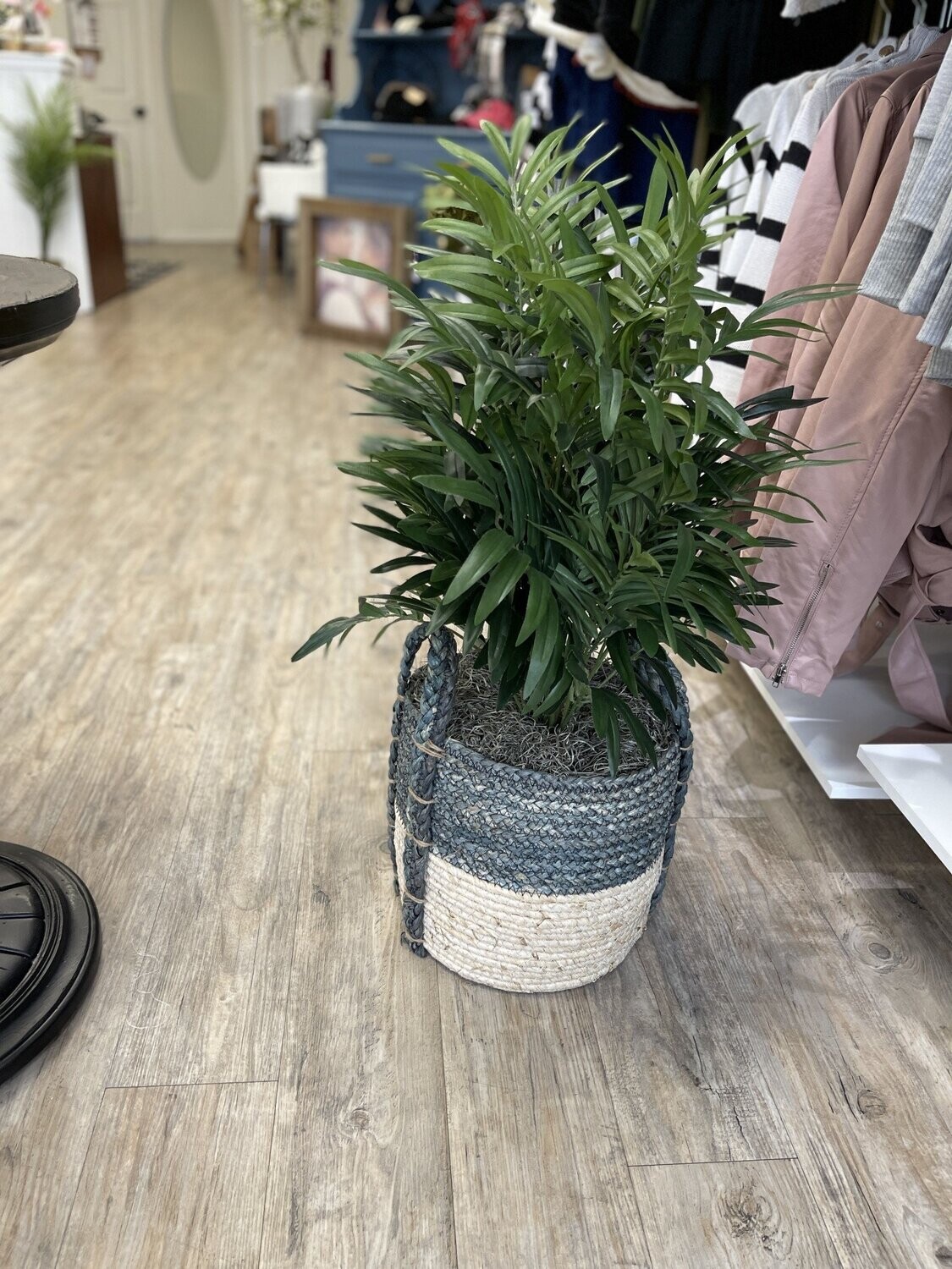 32&quot; Parlor Palm in Round Grey White Rope Basket