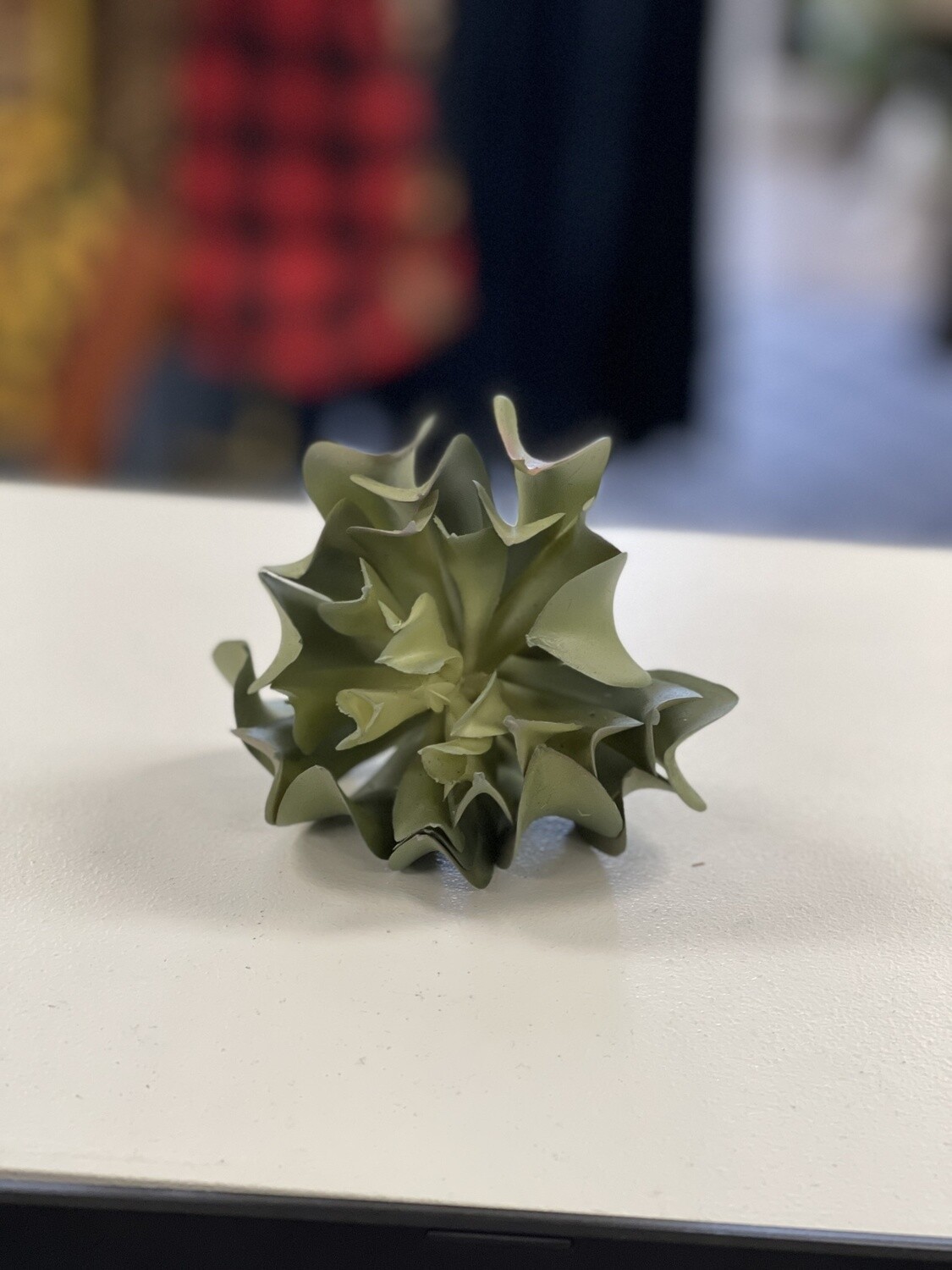 5&quot; Echeveria Pick