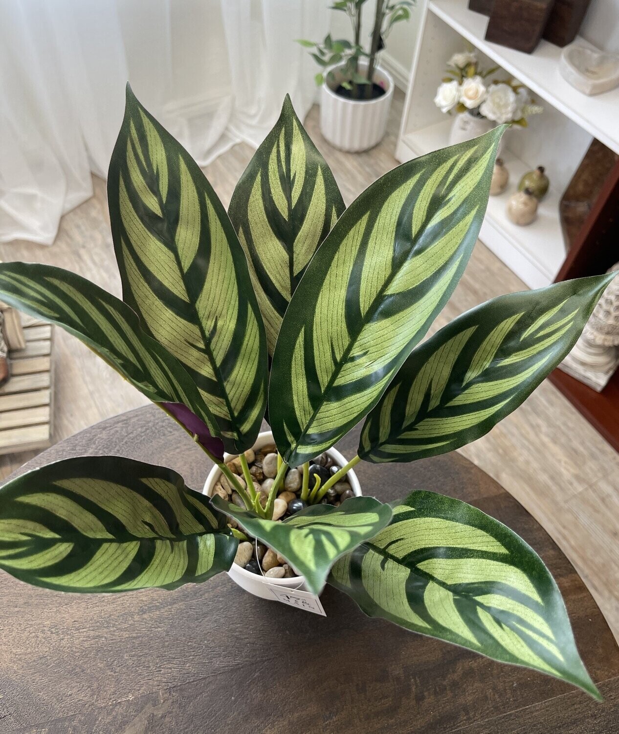 Calathea Plant