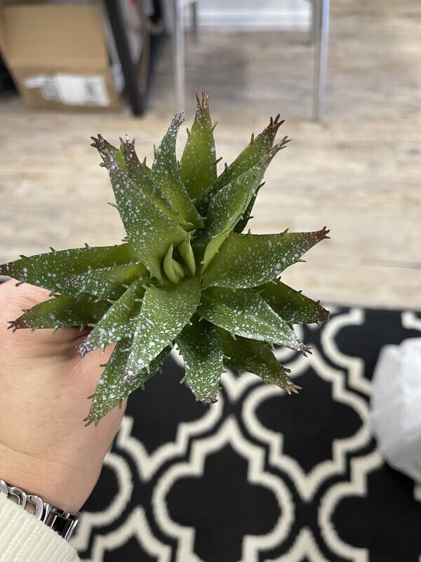 Aloe Pick