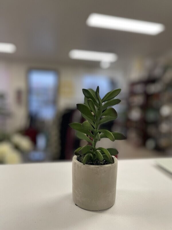 Jade Plant in Round Cement Planter