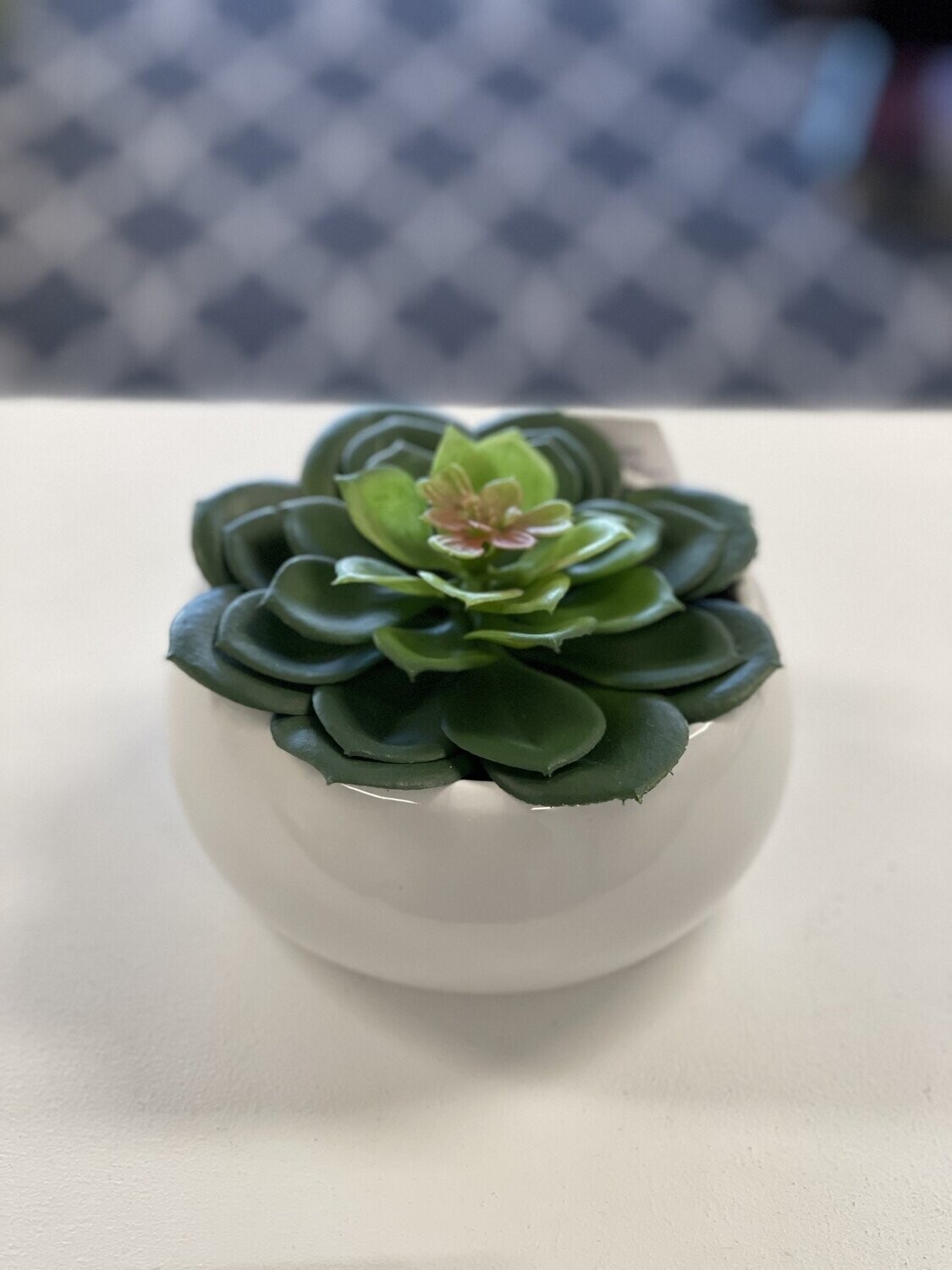 Petras Perle Succulent - White Pot