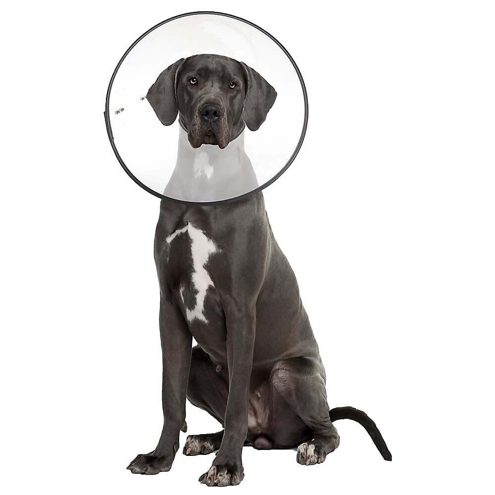 ZenPet E-Clear Collar XXL