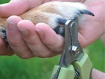 Grooming
