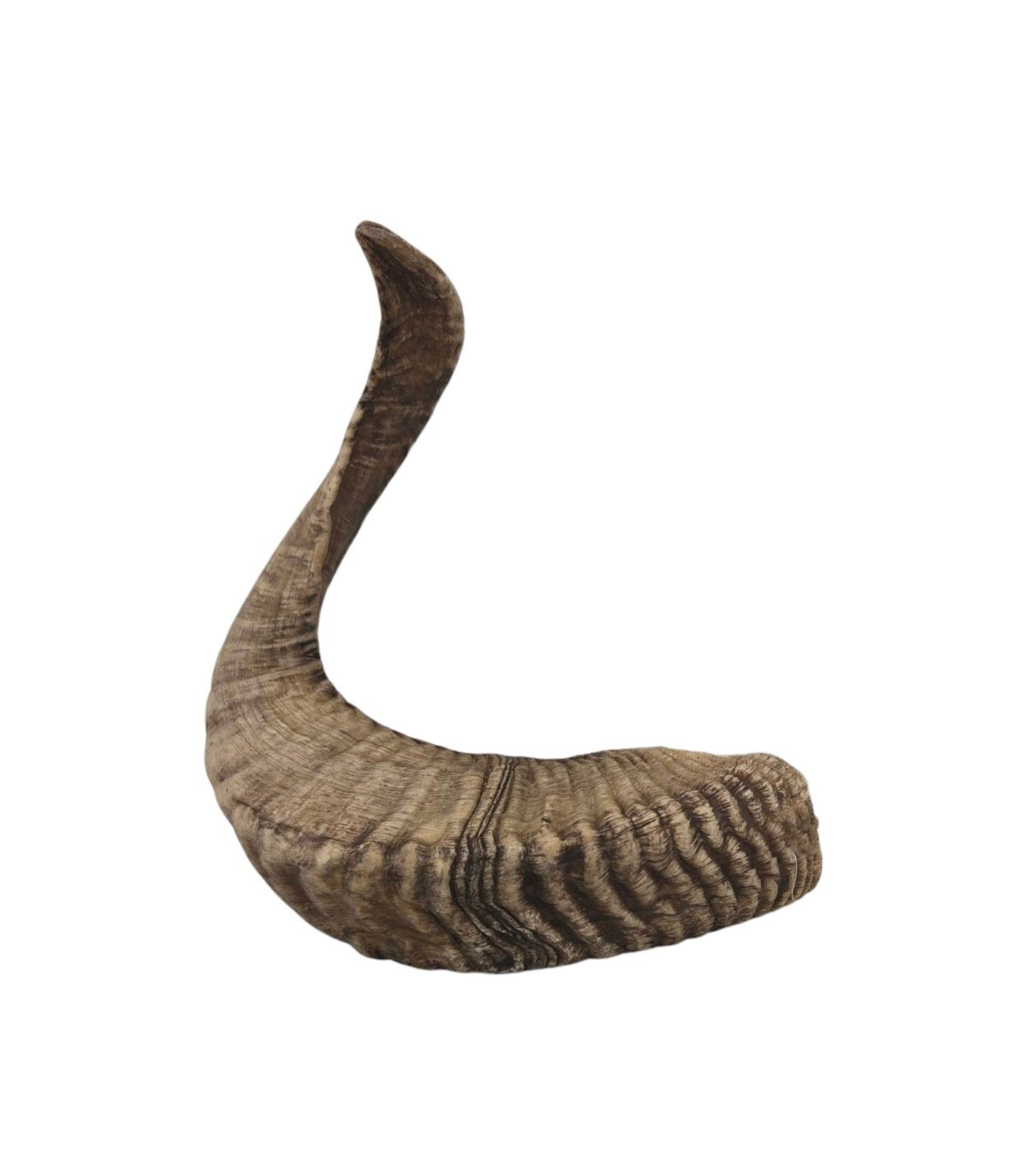 Advance Pet Product Goat Horn Large