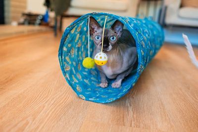 Cat House / Cat Tunnel