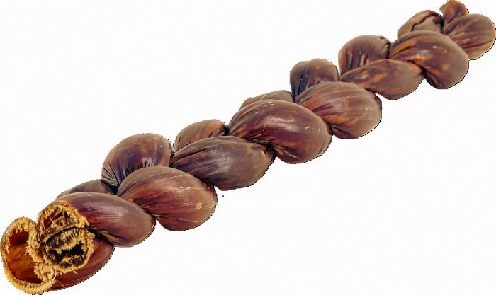 Raw Dog Natural Chews Braided Gullet Stick 12 inch