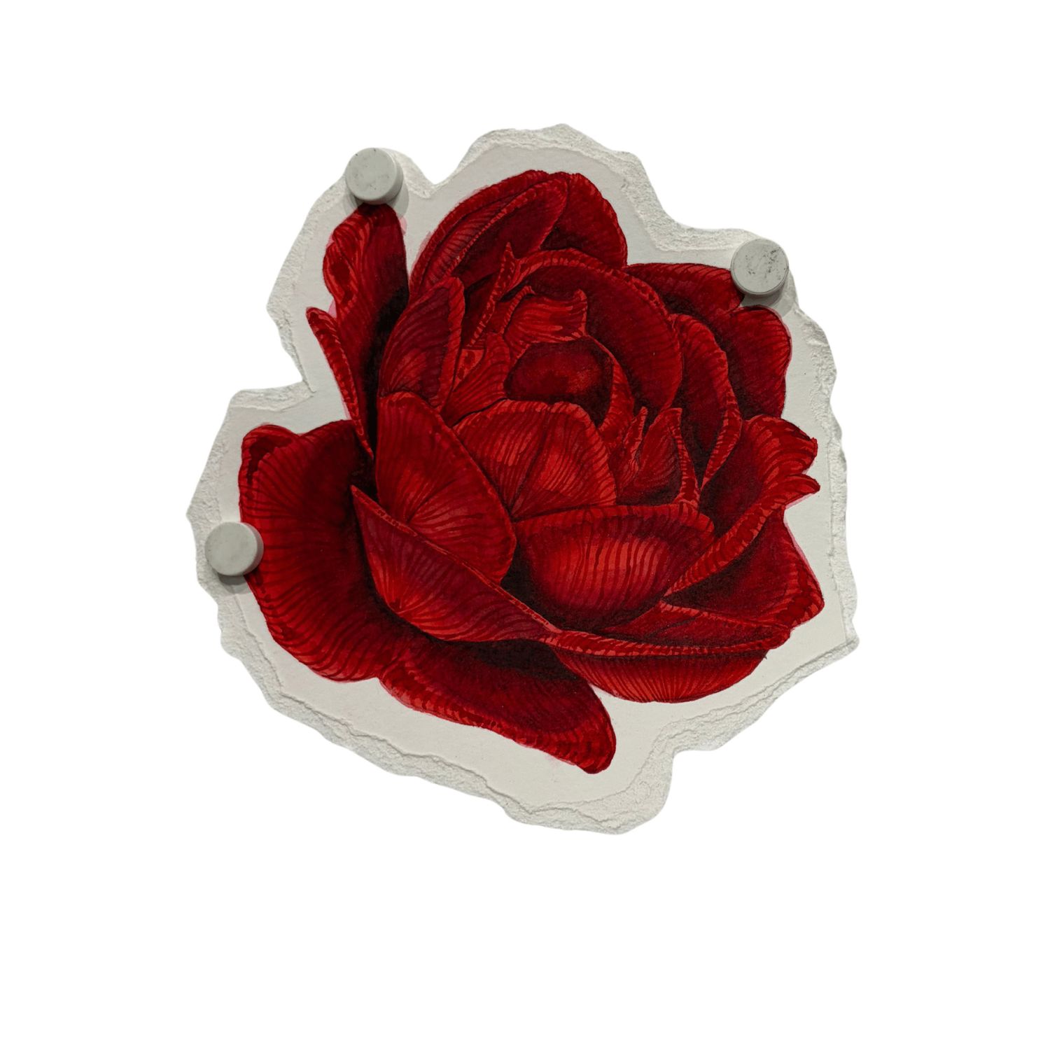 Miranda Kyle - Rose III