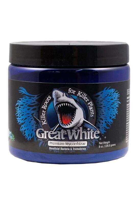 Great White 8 oz