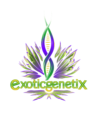 Exotic Genetix Gelato Mint Reg 11 Pack