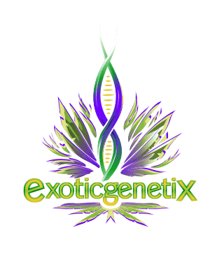Exotic Genetix Vice City Fem 6 Pack