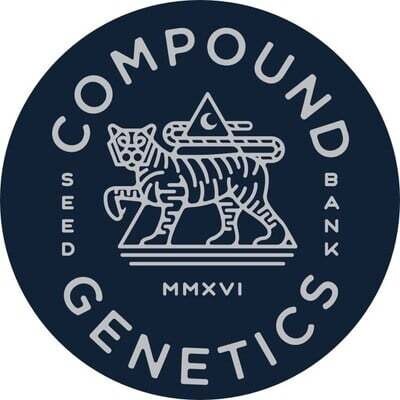 Compound Genetics Glazed Apricot Gelato x Medellin FEM 12 Pack