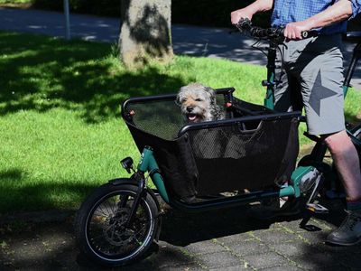 Hunde-Taxi