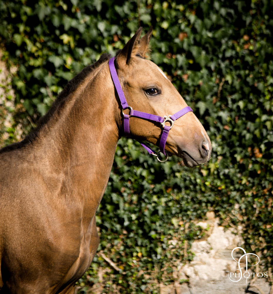 Post Poulinage - Manipulation : Licol Foal