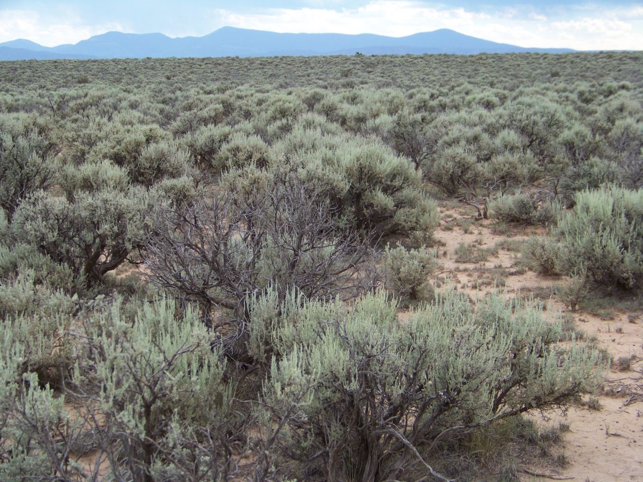 Big 13.83ac Lot in Rio Arriba County NM. Low price for quick sale!! No HOA.