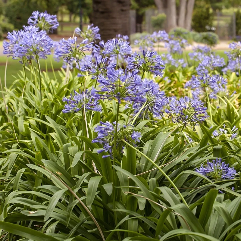 Blue Agapanthus (Lily of the Nile)- 3 gal.