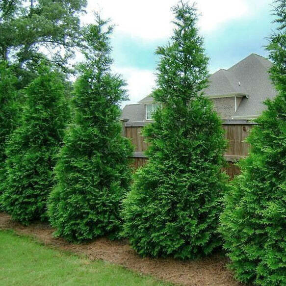Green Giant Arborvitae- 7 gal.