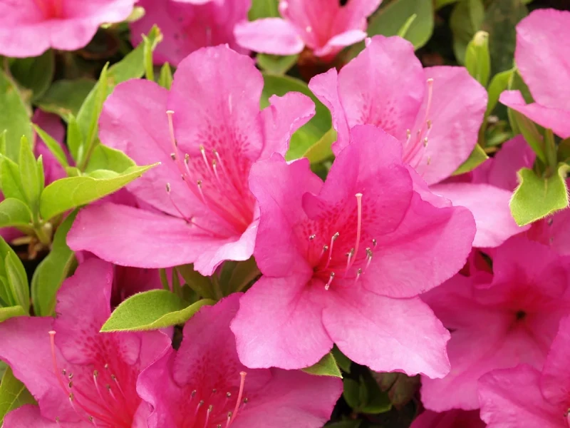 Pink Formosa Azalea- 3 gal.