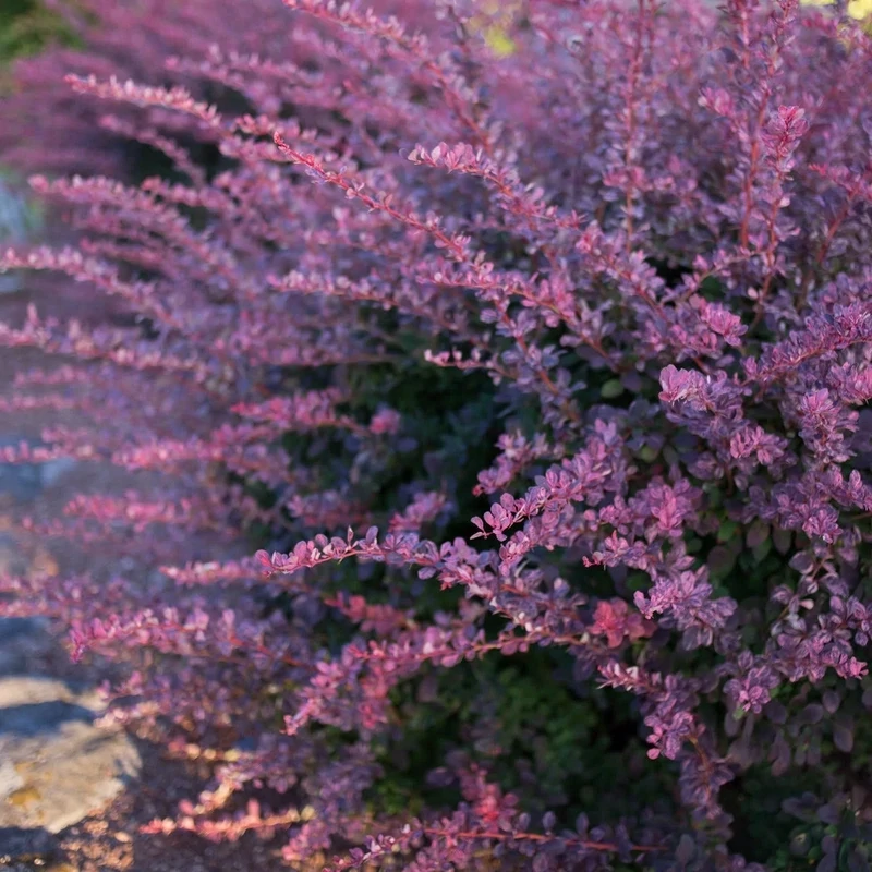 Rosy Glow Barberry - 3 gal.