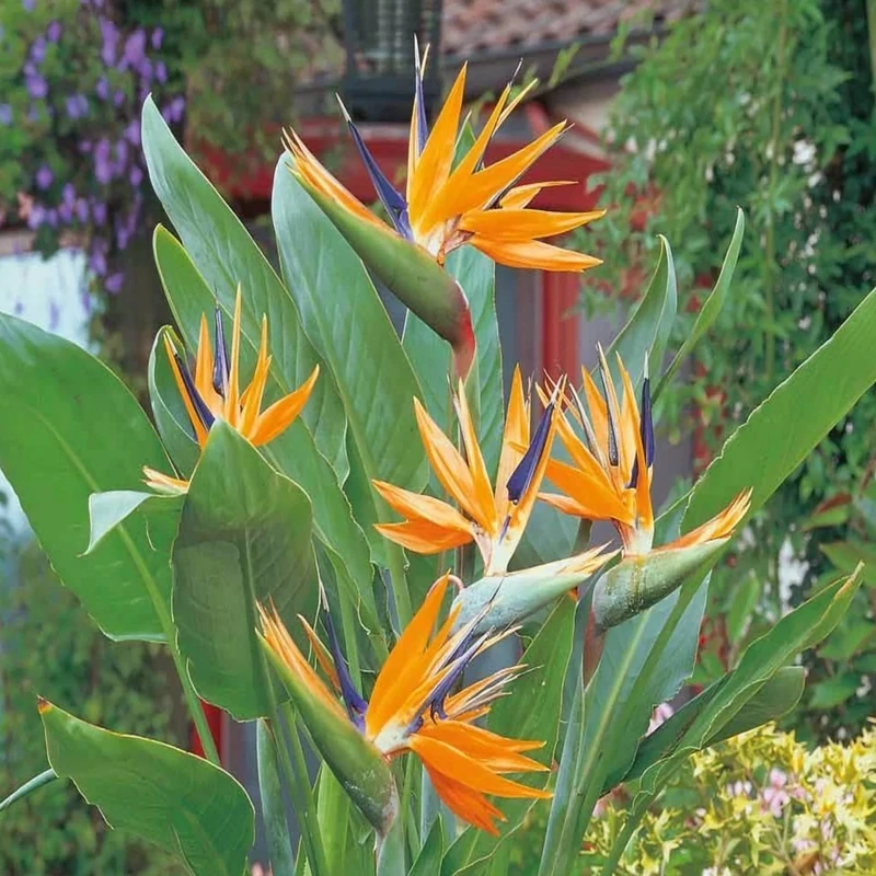 Orange Bird of Paradise- 3 gal.