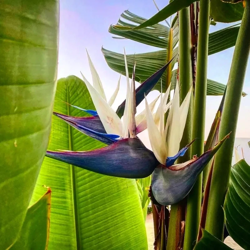 White Bird of Paradise- 3 gal.