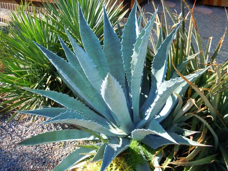 Blue Agave (Century Plant)- 15 gal.