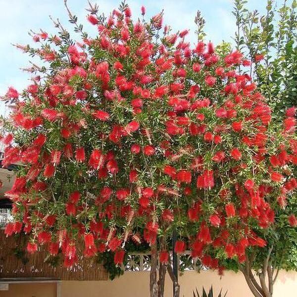 Treeform Bottlebrush- 15 gal.